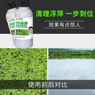浮萍净水产养殖不伤鱼虾蟹水塘专杀浮萍药浮萍一扫光池塘分解酶