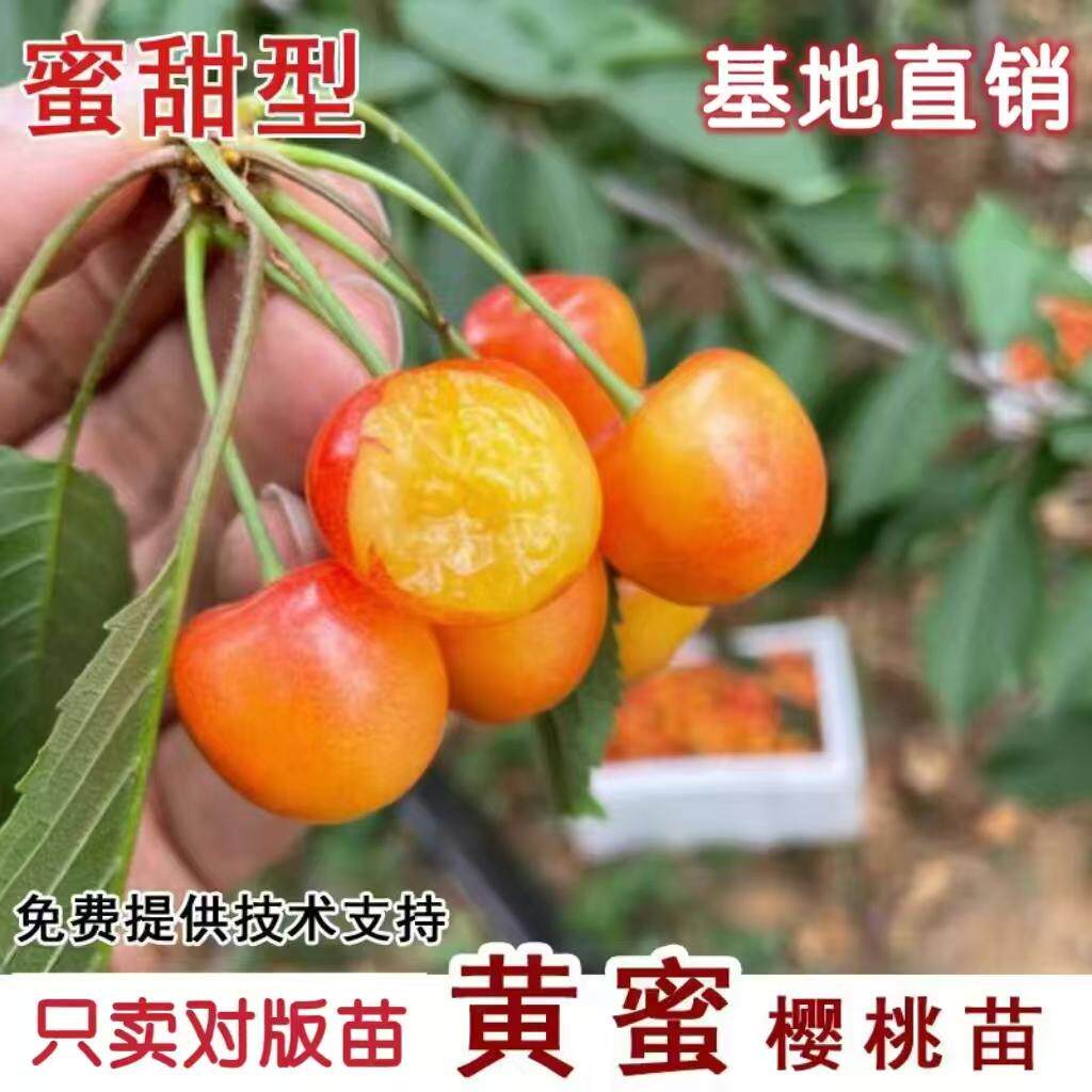 嫁接黄蜜大樱桃苗嫁接矮化北方南方种植车厘子树苗新品种当年结果