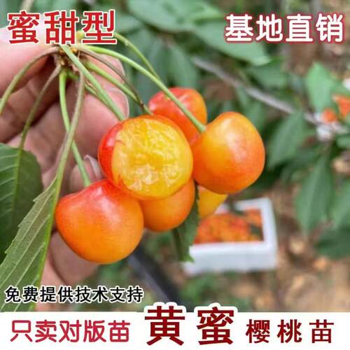 嫁接黄蜜大樱桃苗嫁接矮化北方南方种植车厘子树苗新品种当年结果