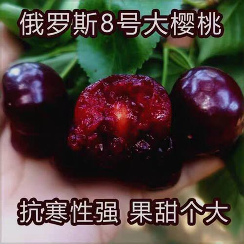 俄罗斯八8号含香大樱桃树苗盆栽地栽果树苗南方北方庭院车厘子苗
