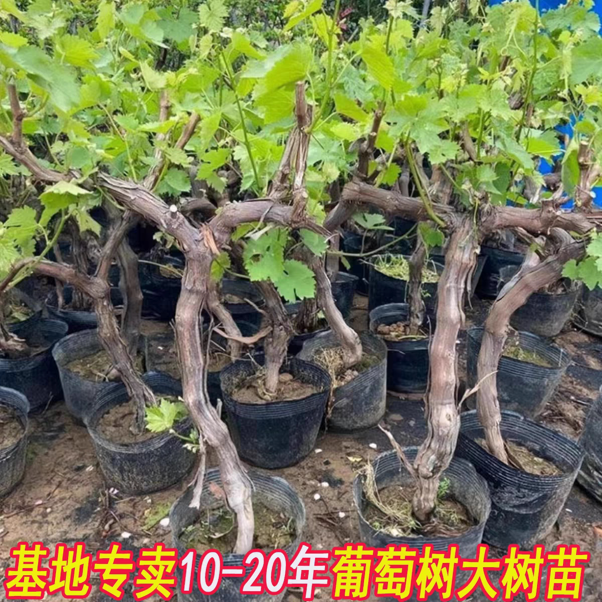 原盆原土发货南北方种植葡萄树苗