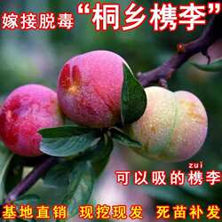 槜李苗醉李苗檇李正宗桐乡槜李果树苗李子苗南方北方庭院李子果苗