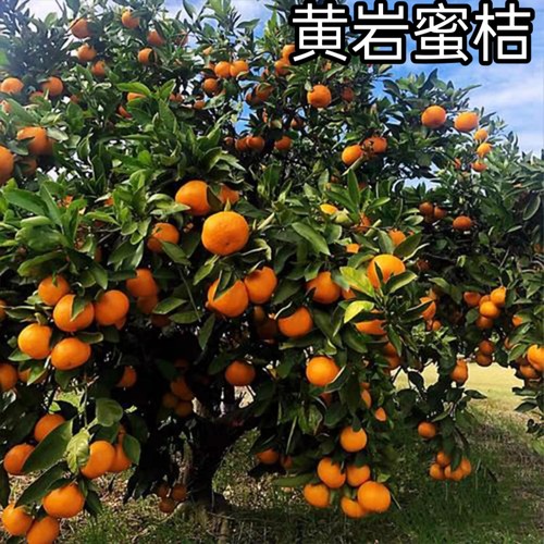 无籽无核橘子苗黄岩蜜桔当年结果