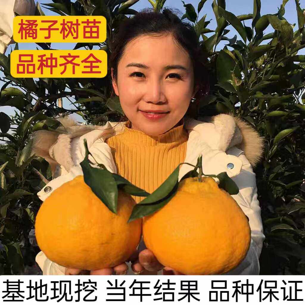 春见耙耙柑橘子不知火丑八怪丑橘苗爱媛38号果冻橙红美人无籽蜜桔