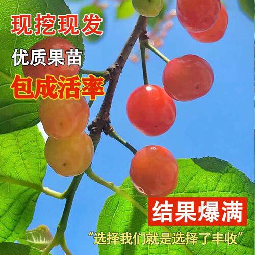 嫁接红南阳大樱桃树苗蜜甜车厘子树苗盆栽地栽南北方庭院当年结果