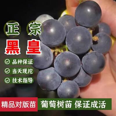 黑皇葡萄树苗无籽无核南北方地栽