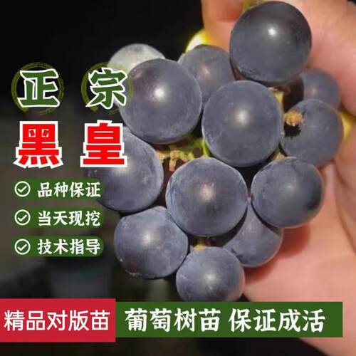 黑皇葡萄树苗无籽无核南北方地栽