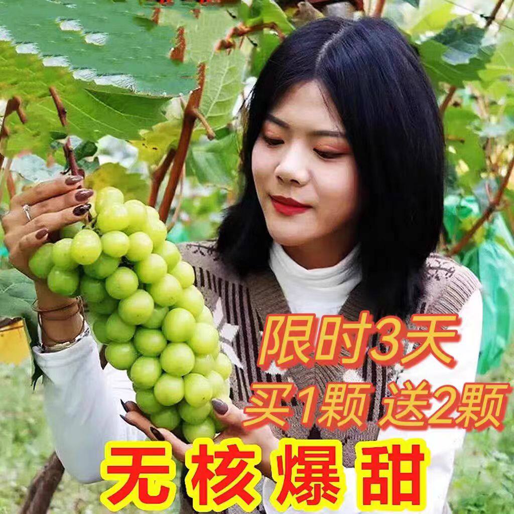 蓝宝石巨峰夏黑阳光玫瑰葡萄树苗