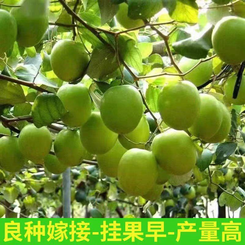 台湾脆甜大青枣嫁接牛奶枣树苗高产苹果枣苗南方盆栽地栽当年结果