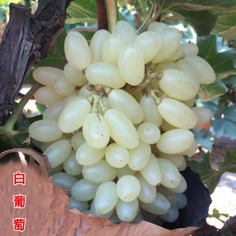 白牛奶奶油马奶提子葡萄树苗无核