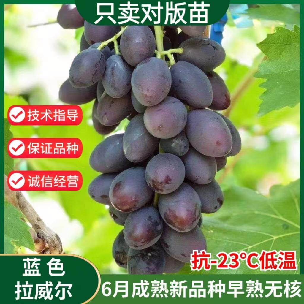嫁接无籽蓝色拉威尔葡萄苗黑提紫甜葡萄树苗耐寒爬藤盆栽地栽果苗