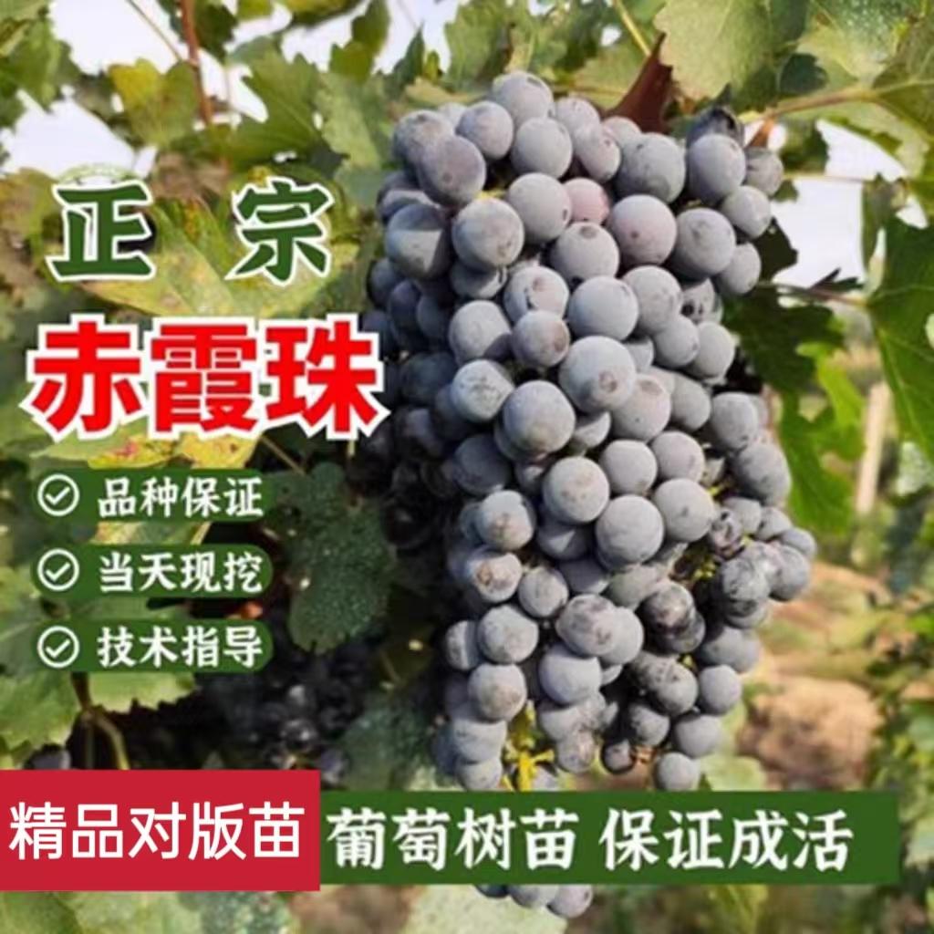 当年结果嫁接赤霞珠葡萄树苗