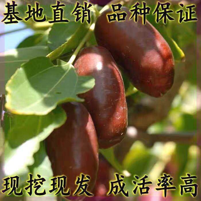 灵武长枣苗庭院地栽盆栽枣子特大果树嫁接阳台南方北方当年结果苗