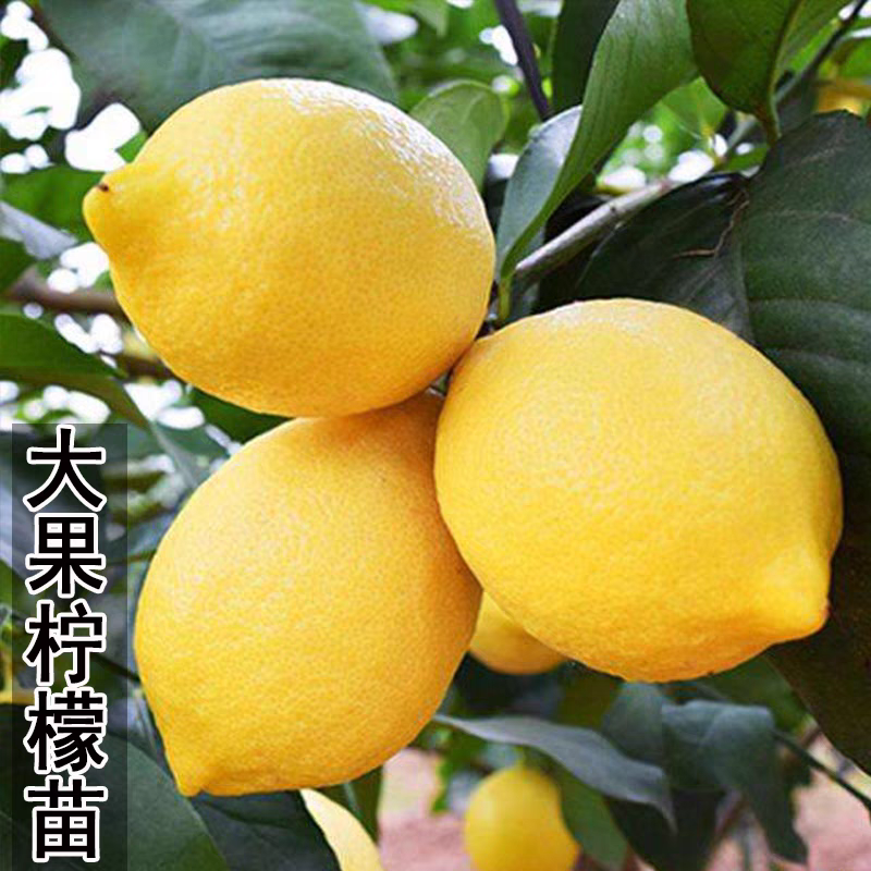 食用苗四季柠檬香水柠檬树苗