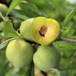 青脆李嫁接李子苗树苗早熟晚熟清脆李苗青翠李南北方庭院盆栽地栽