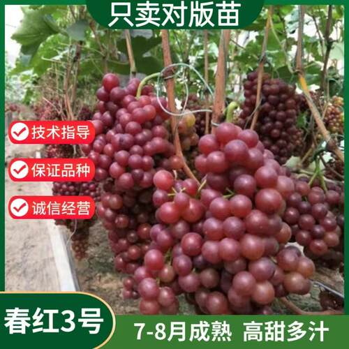南北方种植耐寒无籽葡萄树苗