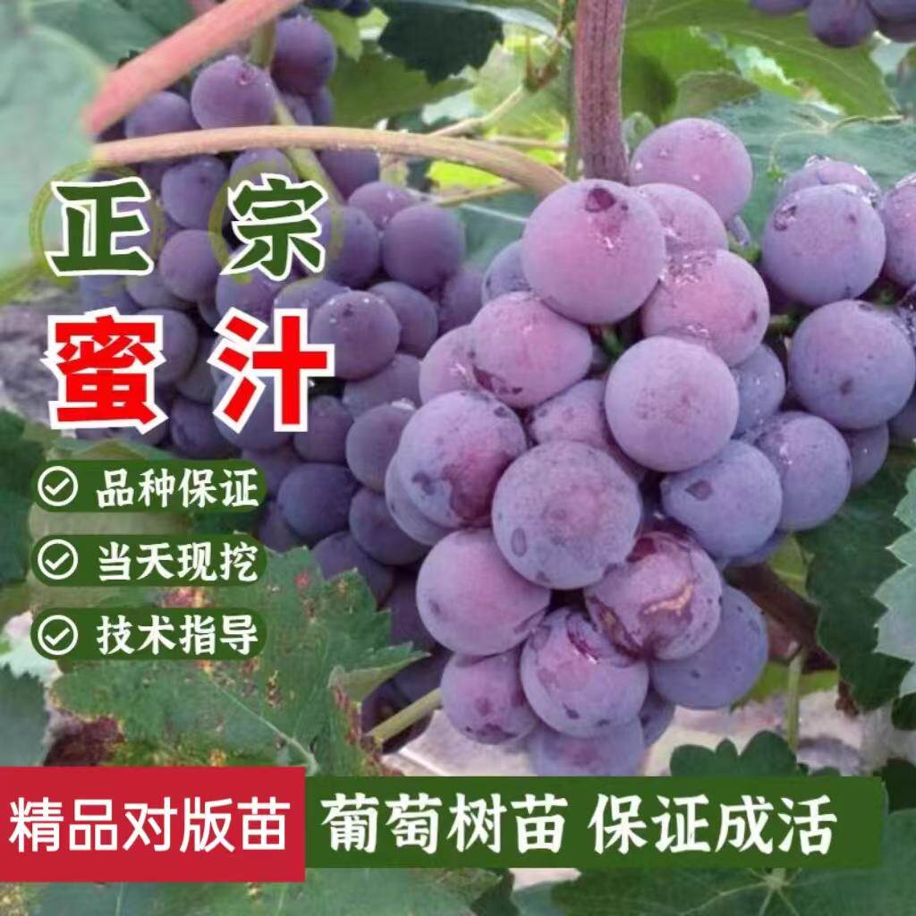 嫁接无核蜜汁葡萄苗早熟雨水红葡萄树苗盆栽地栽南方北方当年结果
