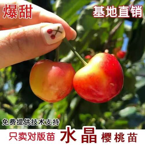 嫁接水晶樱桃树苗拉宾斯樱桃苗矮化车厘子南北方盆栽地栽当年结果