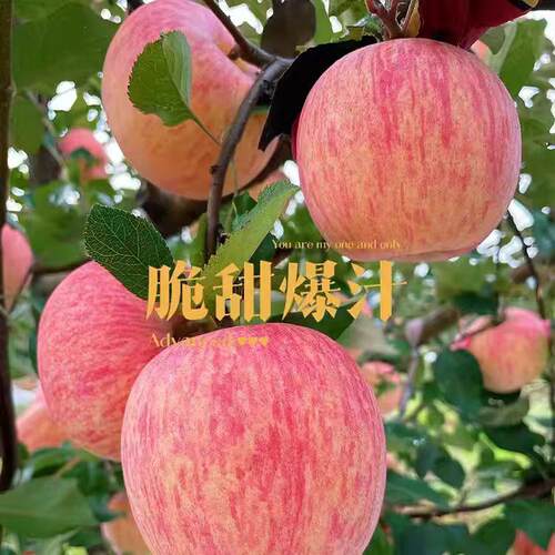 陕西红富士苹果树果苗糖心苹果树大树盆栽地栽当年结果苗南方北方