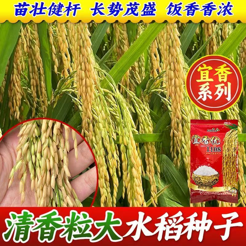原装宜香优1108杂交水稻种子高产