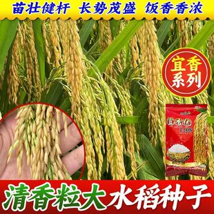 宜香优1108杂交水稻种子高产香稻优质长粒香米水稻谷种籽南方种植