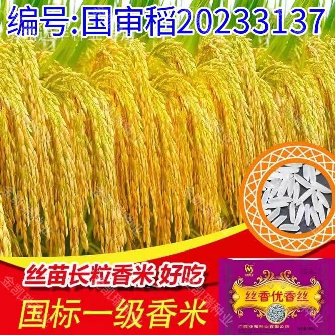 丝香优香丝杂交水稻种子矮杆抗倒