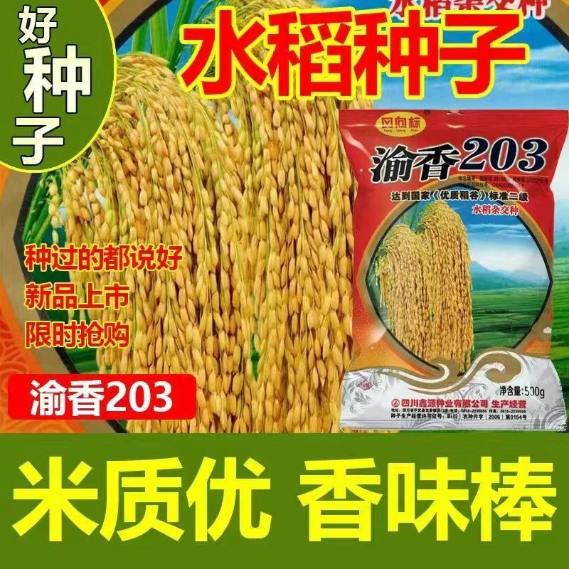 渝香203杂交水稻种子高产老品种