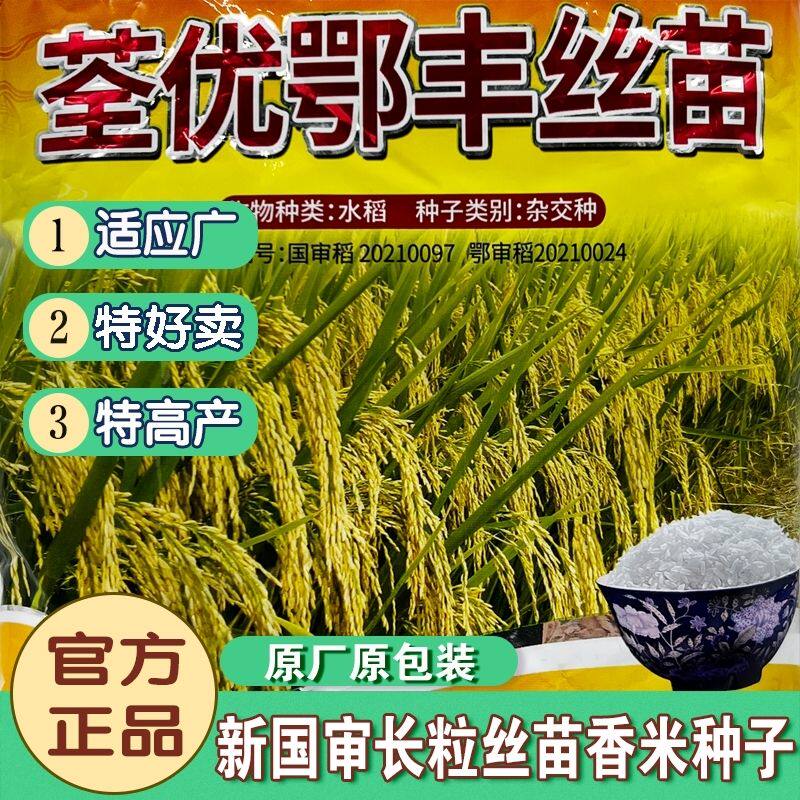 国审荃优鄂丰丝苗高产杂交水稻种子长粒优质香稻谷种籽孑丝苗香米