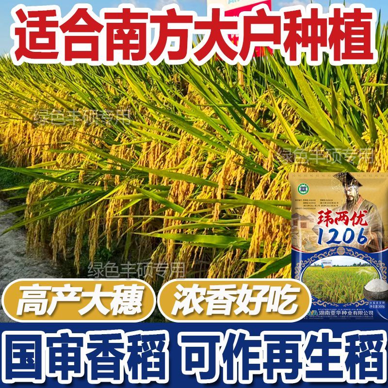 原装正品玮两优1206杂交水稻种子高产高级长粒香米优质再生稻谷种