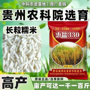 贵州圆糯米水稻种子高产珍珠糯谷种杂交长粒糯稻香糯米种植可留种