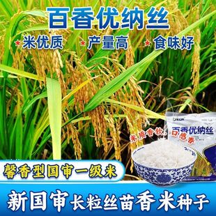 百香优纳丝高产杂交水稻种子长粒香米早晚稻丝苗香米香稻谷种籽