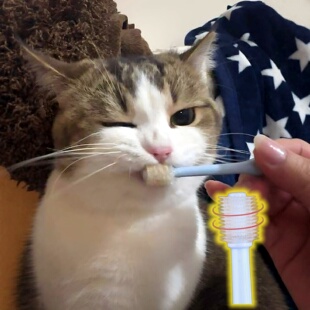 宠物猫咪牙刷360度啃咬式多方位口腔清洁小头狗狗牙刷去牙渍神器