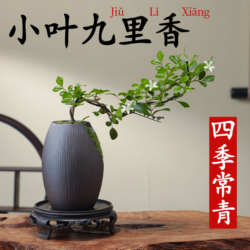 现货速发小叶飘枝九里香盆栽中式盆景绿植室内盆栽办公室桌面好养