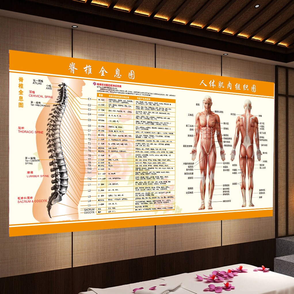 脊柱脊椎全息图海报挂图示意图解参照对照人体肌肉墙贴画中医文化