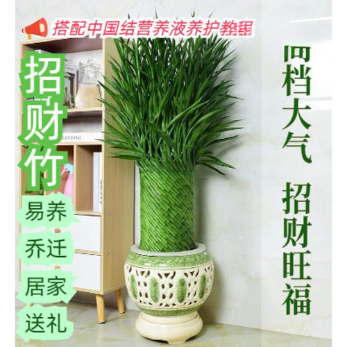 编织专属室内带根办公室富贵竹竹绿植柒月第四代好养水培其他