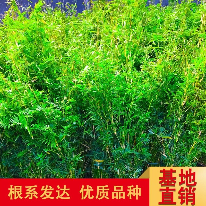 直销园艺茶杆竹厘细竹竿苗竹菜架竹