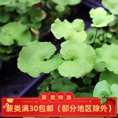 水鳖蕨荷叶蕨类植物迷你雨林缸底层微景观造景盆栽观叶耐阴喜水