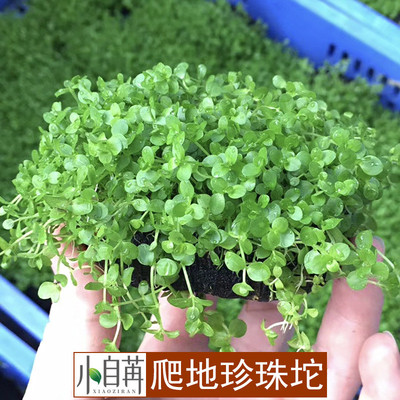 爬地矮珍珠坨草 趴地珍珠水草活体水族箱鱼缸真水草批发前景造景
