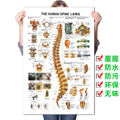 脊柱相关疾病示意图中医养生病理原因结构图挂图海报广告画贴纸