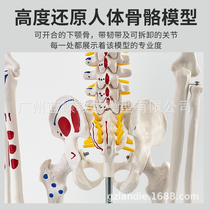 85人体骨骼模型170全身成人骨架人体模型小骷髅教学脊椎模型