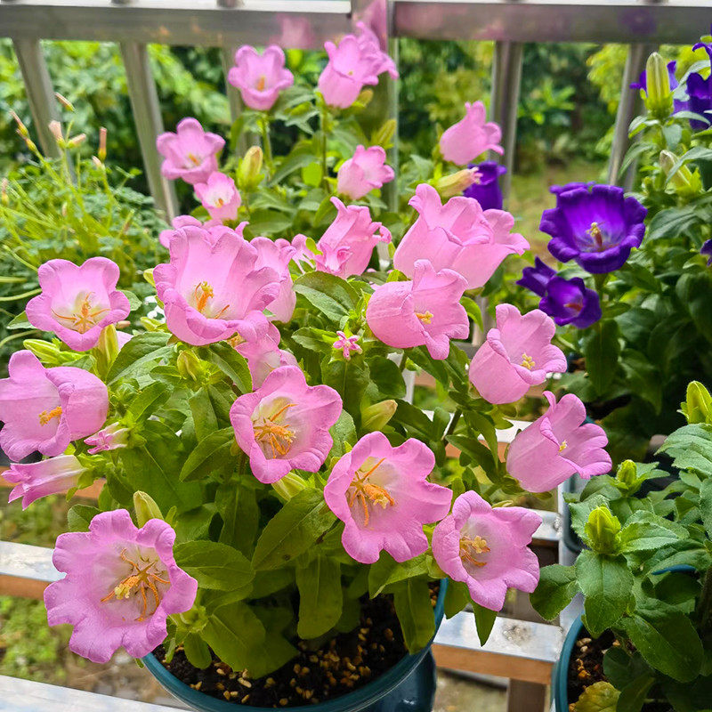 酒杯风铃大花风铃草(花期长颜值高)庭院阳台开花植物,鲜花速递/花卉仿真/绿植园艺,绿植,淘宝优惠券,粉丝福利购,淘宝优惠卷