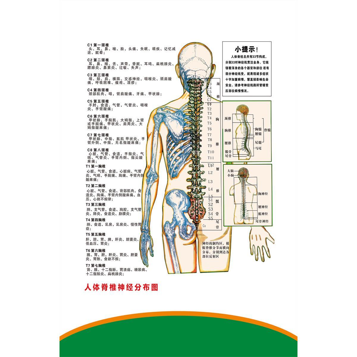 神经系统系列人体脊椎神经病变酸麻痛反射分布图墙贴画海报挂图