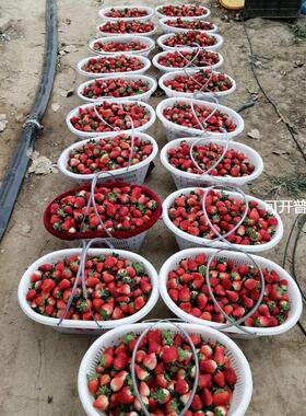 06YM塑料篮葡萄篮10斤15斤30斤装草莓采摘框水果框白色大号商用果