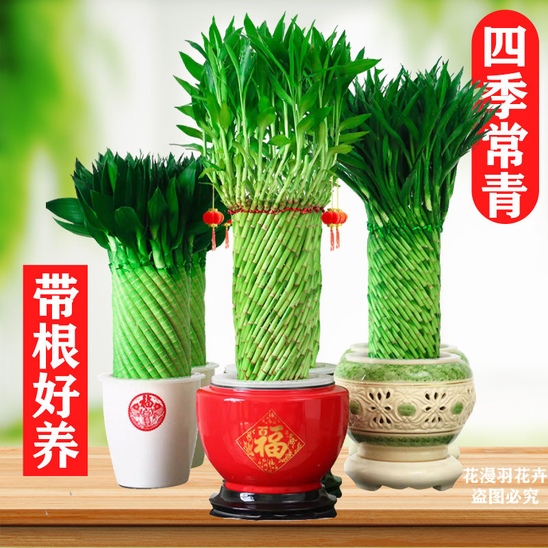 乔迁送礼富贵竹植物水养文昌竹客厅室内四季招财大型绿植花卉盆栽,鲜花速递/花卉仿真/绿植园艺,绿植,淘宝优惠券,粉丝福利购,淘宝优惠卷