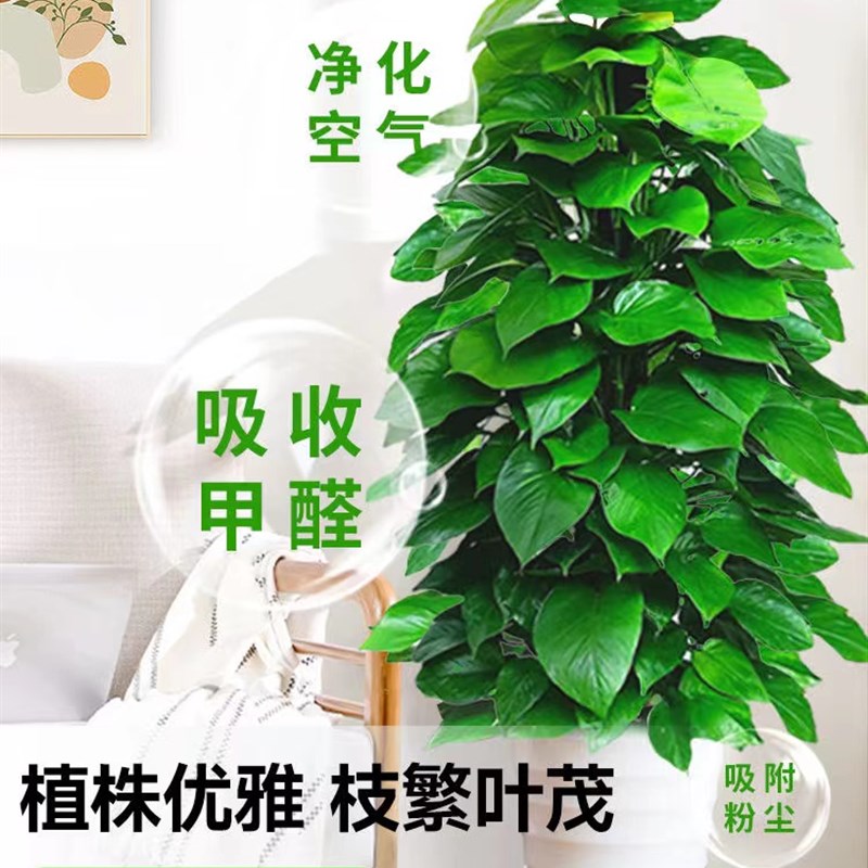 大叶绿萝柱大颗盆栽客厅绿植室内吸甲醛净化空气开U业送礼四季好