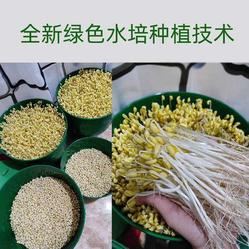 大容量豆芽罐豆芽菜育苗s盘豆芽机家用发芽盆绿豆黄豆芽菜桶大号
