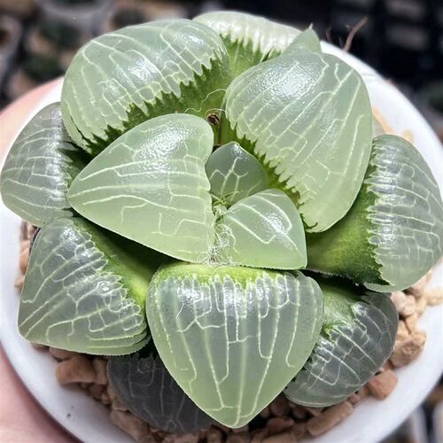 【顺丰】糯阿房宫 新糯阿 玉露十二卷多H肉植物 绿植盆栽 一物一
