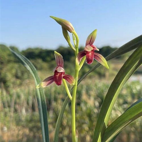 兰花苗建兰【国魂】硬化一年半 开E花香 室内花卉绿植好养易活