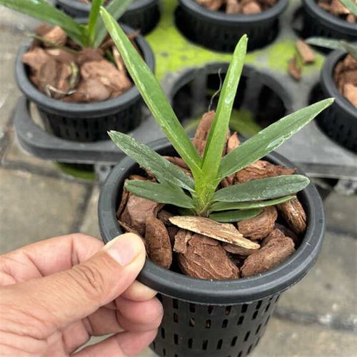 万峰绿缘 [粉星风兰]新品种 粉紫色风K兰小型兰花耐热雨林缸造景