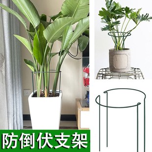 植物固定支架龟背竹防倒伏虎皮兰C春羽支撑杆圈绿植彩叶芋半圆花